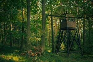 Observation Hunting Tower In Forest. photo