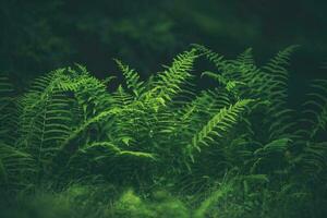 Alpine Wood Ferns Background photo