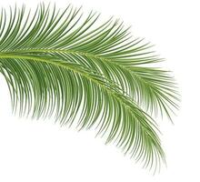 palm branch, coconut leaf, tropical plant vector