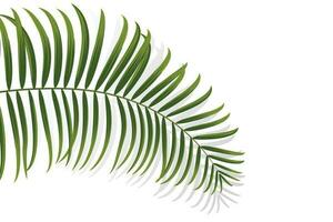 palm branch, coconut leaf, tropical plant vector