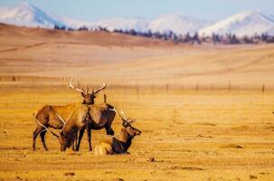 Colorado montañas alces foto