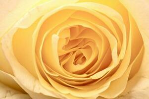 Yellow Rose Close-up photo