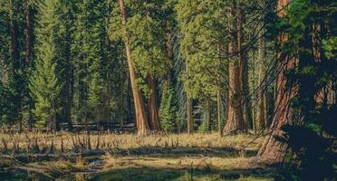 Sierra Nevada California Giant Sequoias photo