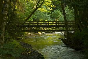 Scenic view of the woods photo