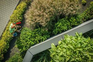 jardinero adornos arbustos y cortes setos foto