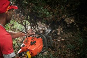 Caucasian Men with Chainsaw Cutting Out Wild Bushes photo