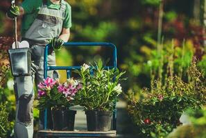 Spring Time Plants Shopping photo