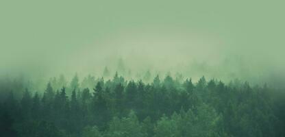 Foggy Forest Panorama photo