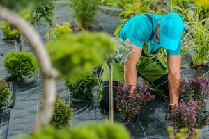 Professional Garden and Landscaping Worker Planting New Trees photo