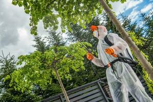 Garden Worker Spraying Backyard Trees and Plants photo