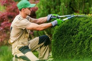 Gardener Pruning Plants Using Scissors. photo