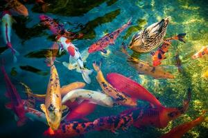 Koi Fishes and the Duck photo