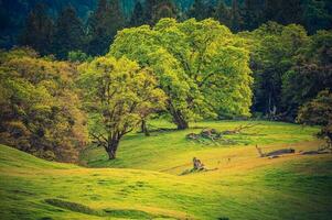 On the Forest Edge photo