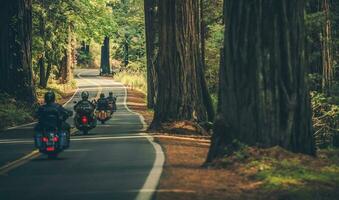 Motorcycle Group Touring Through the Redwood Highway photo