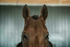 Riding Horse Portrait photo