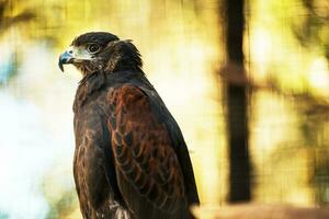 Bay-Winged Hawk Close-up photo