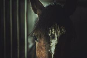 caballo crueldad tema foto