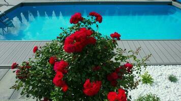 Wohn draussen Schwimmen Schwimmbad und rot Rosen video
