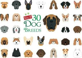 Dog breeds Vector Collection. Set 2. 30 different dog breeds in cartoon style.