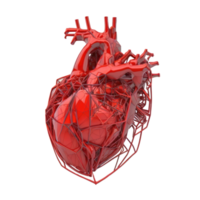 mänsklig hjärta, inre organ, hjärta form, mänsklig hjärta isolerat på transparent bakgrund, tre dimensionell, anatomi, generera ai png