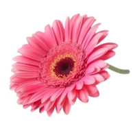 Pink Gerber isolated on transparent background. png