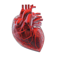 umano cuore, interno organo, cuore forma, umano cuore isolato su trasparente sfondo, tre dimensionale, anatomia, creare ai png