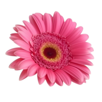 Pink Gerber isolated on transparent background. png