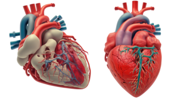 humano coração, interno órgão, coração forma, humano coração isolado em transparente fundo, três dimensional, anatomia, gerar ai png