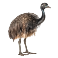 emu isolado em transparente fundo, digital arte, png imagens, isolado em uma transparente fundo, generativo ai