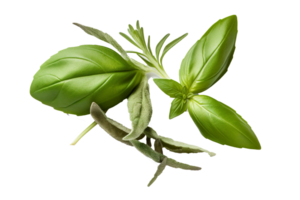 Fresh green organic basil and rosemary leaves isolated on Transparent background, Digital Art, Images, isolated on a transparent background, png