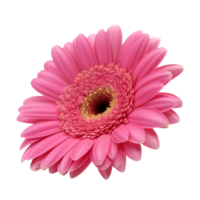 Pink Gerber isolated on transparent background. png