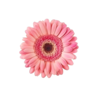 Pink Gerber isolated on transparent background. png