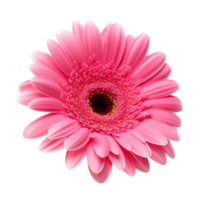 Pink Gerber isolated on transparent background. png