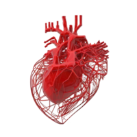 menselijk hart, intern orgaan, hart vorm geven aan, menselijk hart geïsoleerd Aan transparant achtergrond, drie dimensionaal, anatomie, genereren ai png