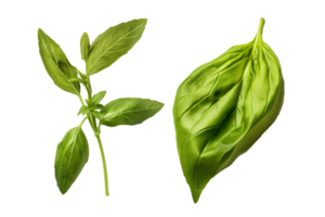 Fresh green organic basil and rosemary leaves isolated on Transparent background, Digital Art, Images, isolated on a transparent background, png