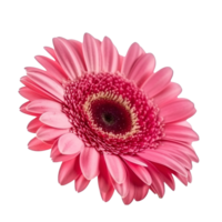 Pink Gerber isolated on transparent background. png