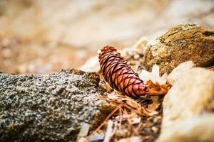 Fallen Cone Closeup photo