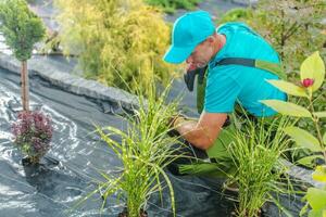 Landscaper Checking Plants in the Garden photo