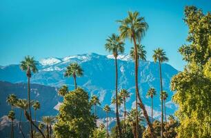 Winter in the City of Palm Springs California photo
