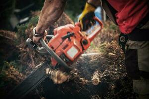 Tree Roots Removal photo