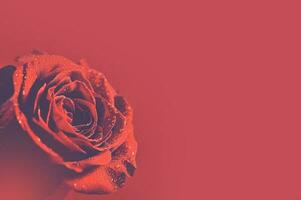 Red Rose Background photo