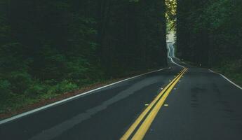 California Coastal 101 Redwood Highway photo