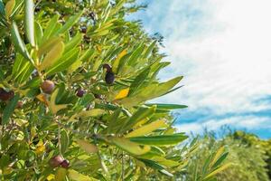 aceituna frutas en ramas foto