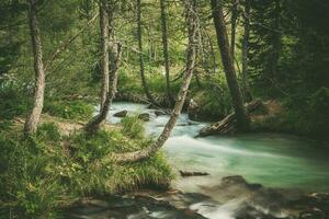 Scenic Forest River photo