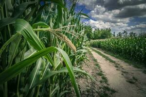 Corn Fields Country Road photo