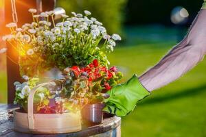 Taking Care of Garden Flowers photo