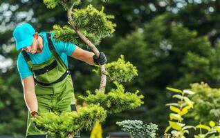 Gardener Checking Garden Tree Health photo