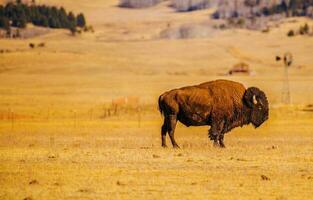 Lonely American Bison photo