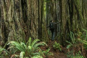 Hiker Exploring Redwood Forest Staying Between Ancient Trees photo