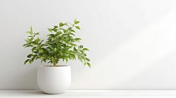 Green plant in pot on floor. photo